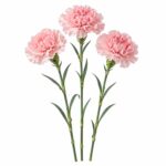 Гвоздика одноголовая Китай