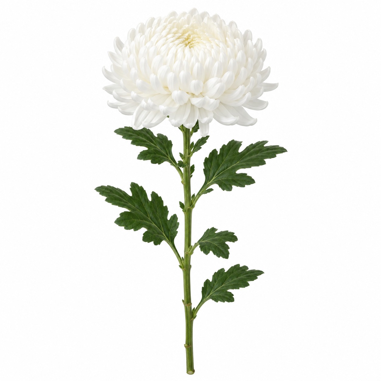 efopt-chrysanthemum-standard Хризантема одноголовая — изображение 1