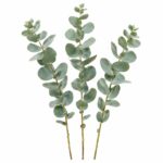 Эвкалипт