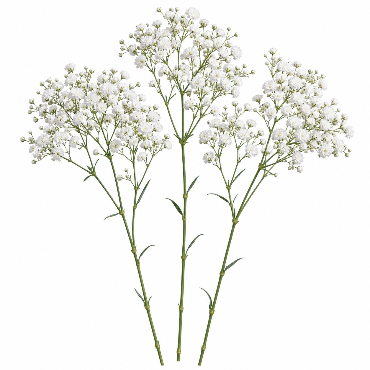 efopt-gypsophila-white Гипсофила белая — изображение 1
