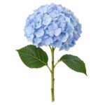 Гортензия Голландия