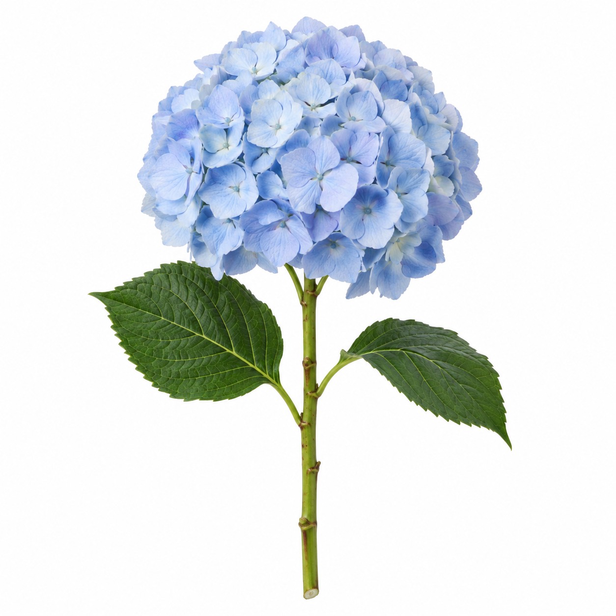 efopt-hydrangea Гортензия Голландия — изображение 1
