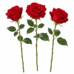 Роза Эквадор 80 см